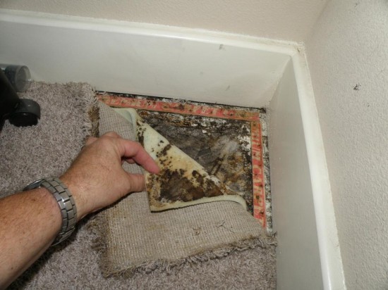 Mold inspection Calgary