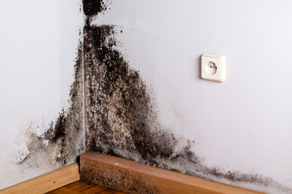 black mold corner home mold testing calgary