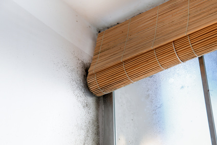 mold window crease mold removal calgary